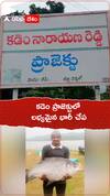 కడెం ప్రాజెక్టులో లభ్యమైన భారీ చేపలు