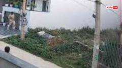 Watch: पहले सिर मार कर गिराया, फिर 5 मिनट तक रौंदा, हरियाणा में गाय का वायरल वीडियो आपने देखा क्या?