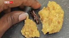 శ్రీశైలం ప్రసాదంలో మిడత ఓ పక్కా కుట్ర - సీసీ కెమెరా దృశ్యాలతో బట్టబయలు - కేసులు ఖాయం !