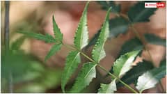 घर में गलती से भी नहीं घुस पाएंगे बारिश वाले कीड़े, होममेड स्प्रे से चुटकियों में हो जाएगी इनकी छुट्टी