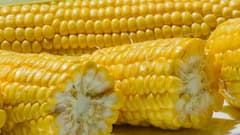 PHOTO: मक्याच्या कणसाचे आरोग्यदायी फायदे; जाणून घ्या सविस्तर!