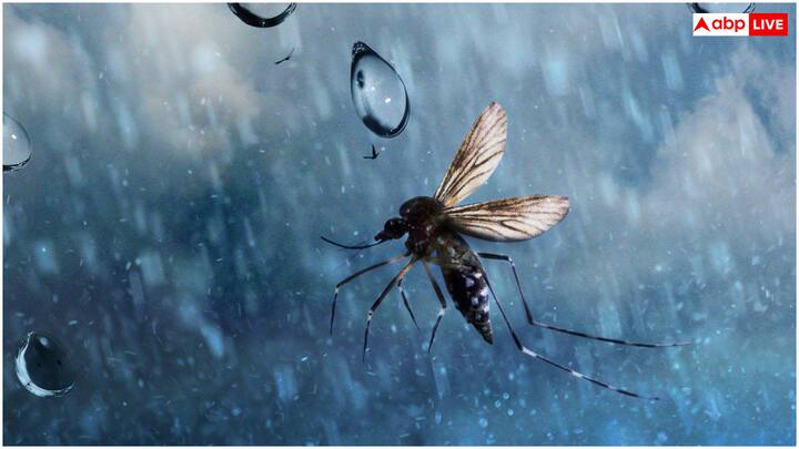 बरसात के दिनों में चारों तरफ हरियाली आती है और खुशहाली भी आती है. चैन के साथ-साथ सूकून का भी एहसास होता है, लेकिन यह मौसम अपने साथ कीड़े को भी लेकर आता है.