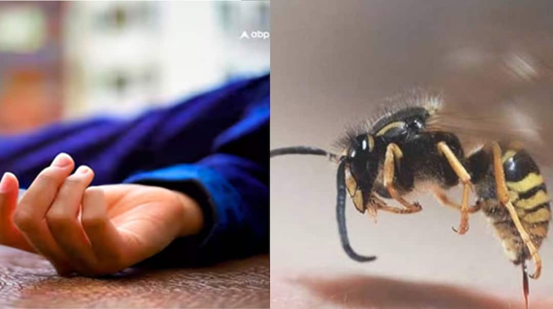 வண்டு கடித்தாலும் மனித உயிர் போகும்; யாருக்கெல்லாம்? எப்படி? ஏன்? எச்சரிக்கும் மருத்துவர்