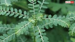 लिवर का बॉडीगार्ड है ये छोटा-सा फल, नाम जान लेंगे तो सुधर जाएगी सेहत