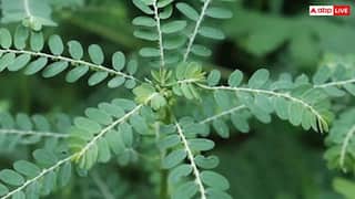 लिवर का बॉडीगार्ड है ये छोटा-सा फल, नाम जान लेंगे तो सुधर जाएगी सेहत