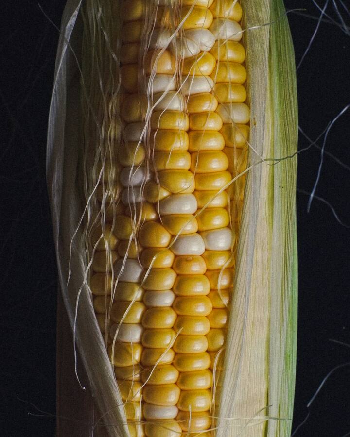 हृदयासाठी (Heart & Cholesterol) :  खाद्यतंतूंनी LDL कोलेस्ट्रॉल (खराब कोलेस्ट्रॉल) कमी होतो. तसेच त्यात पोटॅशियम व मॅग्नेशियम असल्याने रक्तदाब नियंत्रणात राहतो, ज्यामुळे हृदयाचे आरोग्य सुधारते.