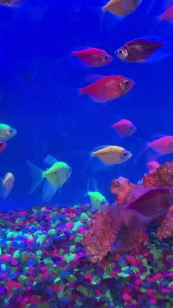 9 Colourful Aquarium Fishes For Beginners