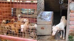 राजस्थान के भीलवाड़ा में हॉरर फिल्म जैसा मंजर, घर का दरवाजा खुला को फटी रह गई आंखे