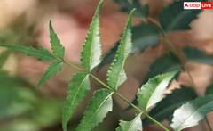 ਘਰ ‘ਚ ਗਲਤੀ ਨਾਲ ਵੀ ਨਹੀਂ ਵੜਨਗੇ ਕੀੜੇ, ਇਸ ਹੋਮ ਸਪਰੇਅ ਨਾਲ ਮਿਲੇਗੀ ਛੁੱਟੀ