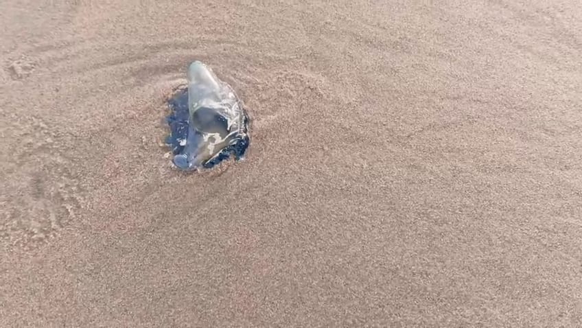 Jelly Fish Fear: కోనసీమ తీరంలో జెల్లీ ఫిష్లు నిజంగానే కరుస్తున్నాయా? ప్రజల్లో ఆందోళన, తీసుకోవాల్సిన జాగ్రత్తలు!