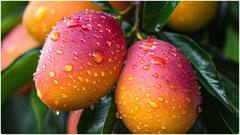 Mangoes in Monsoon : వర్షాకాలంలో మామిడి పండ్లు తినొచ్చా? శరీరంపై ఎలాంటి ప్రభావాలు ఉంటాయంటే