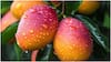 Mangoes in Monsoon : వర్షాకాలంలో మామిడి పండ్లు తినొచ్చా? శరీరంపై ఎలాంటి ప్రభావాలు ఉంటాయంటే