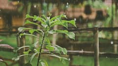 पावसात Instagram-worthy फोटो कसे घ्यायचे?