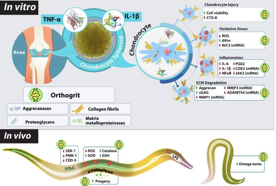ਪਤੰਜਲੀ ਦੇ ਆਰਥੋਗ੍ਰਿਟ ਨੇ ਗਠੀਏ ਦੇ ਇਲਾਜ ਵਿੱਚ ਦਿਖਾਏ ਚਮਤਕਾਰ, ਇੱਕ ਵਿਸ਼ਵ ਪ੍ਰਸਿੱਧ ਜਰਨਲ ਵਿੱਚ ਖੋਜ ਹੋਈ ਪ੍ਰਕਾਸ਼ਿਤ