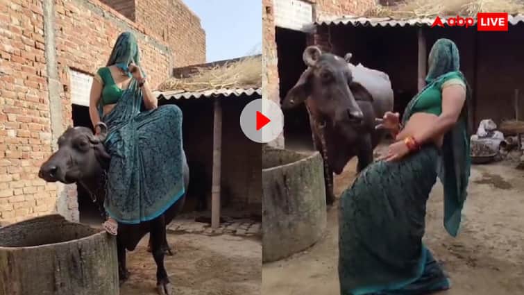 इसे कहते हैं भैंस के आगे नाचना! भाभी का डांस देख जानवर ने भी झुका ली निगाहें, वीडियो वायरल