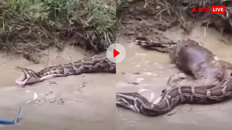 बकरी को जिंदा निगलने के बाद इस राक्षस ने यूं उगली लाश, दिल दहला देगा ये वायरल वीडियो