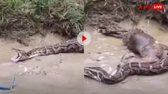 बकरी को जिंदा निगलने के बाद इस राक्षस ने यूं उगली लाश, दिल दहला देगा ये वायरल वीडियो