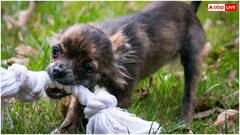 कुत्ते के छोटे बच्चे के काटने से कबड्डी प्लेयर की मौत, जानें शरीर में कितनी तेजी से फैलता है रेबीज