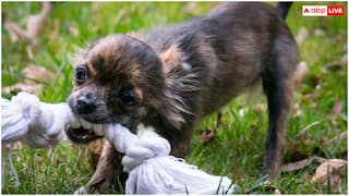 कुत्ते के छोटे बच्चे के काटने से कबड्डी प्लेयर की मौत, जानें शरीर में कितनी तेजी से फैलता है रेबीज