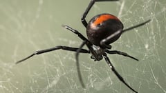 बहुत बेरहम हैं ये जानवर, संभोग के बाद अपने ही पार्टनर को खा जाते हैं मारकर