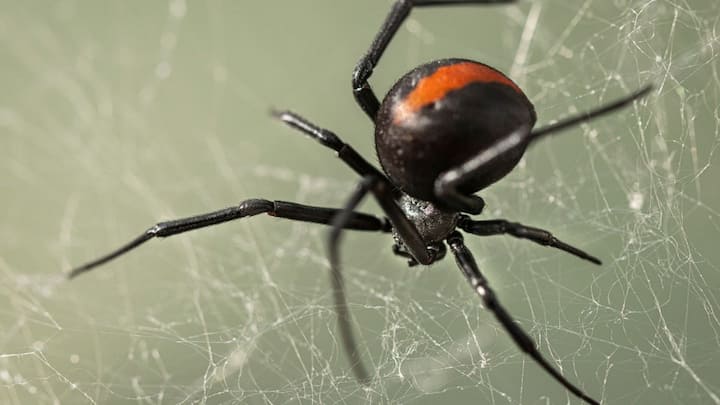 రెడ్‌బ్యాక్‌ స్పైడర్స్‌లో మగ స్పైడర్లు సంబంధం ఏర్పరచుకున్న తరువాత కావాలని ఆడ స్పైడర్లకు ఆహారంగా మారుతాయి. వారు సంతానోత్పత్తి విజయానికి అలా చేస్తారు.