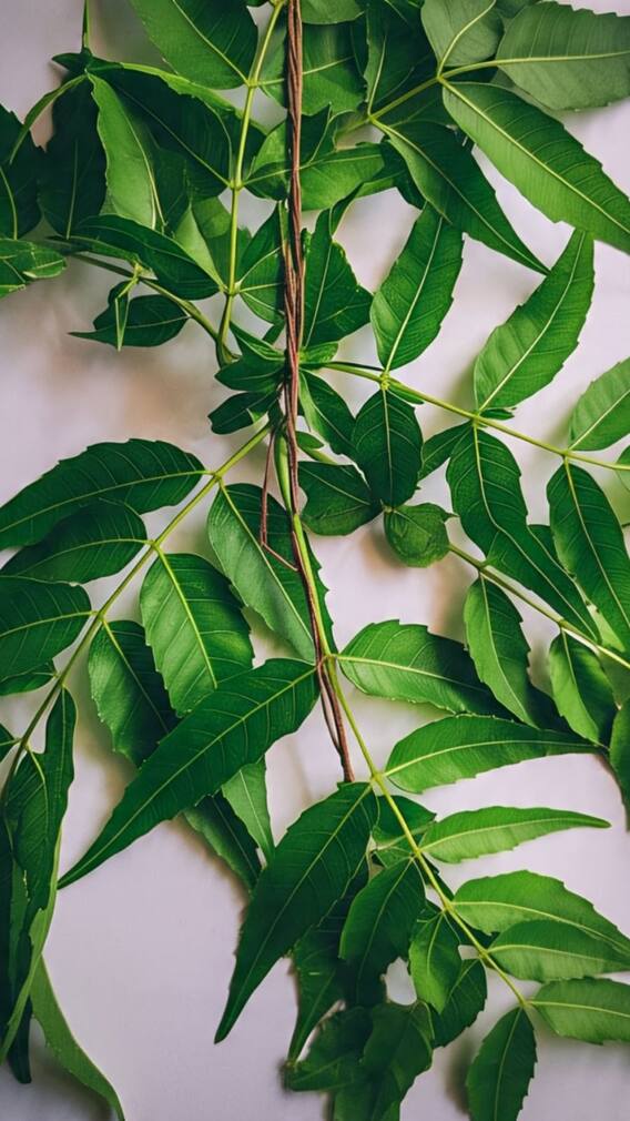 খালি পেটে চিবিয়ে খান এই পাতা, দূরে থাকবে রোগভোগ