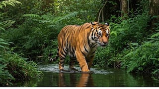 Istakameswari Temple: పెద్దపులల శృంగారం కోసం 3 నెలలు మూసి ఉంచే అమ్మవారి ఆలయం APలో ఉందని తెలుసా?