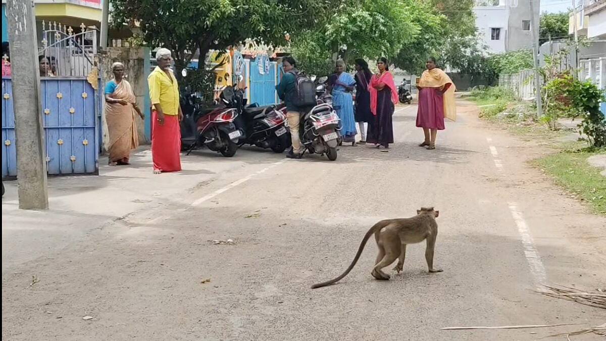 3 வயது குழந்தையை கடித்த குரங்கு: அதிர்ச்சியில் பெற்றோர்! நகராட்சி நடவடிக்கை எடுக்காததால் மக்கள் அச்சம்!