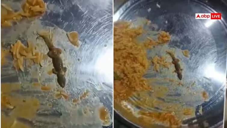 Watch: ये वीडियो देखकर घिन आ जाएगी, रेस्टोरेंट के खाने की प्लेट में निकली मारी छिपकली, मचा हड़कंप A dead lizard was found in a restaurant bus driver food plate in Anand district of Gujarat causing a stir video viral Watch: ये वीडियो देखकर घिन आ जाएगी, रेस्टोरेंट के खाने की प्लेट में निकली मारी छिपकली, मचा हड़कंप