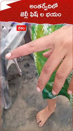 అంతర్వేదిలో జెల్లీ ఫిష్ ల భయం