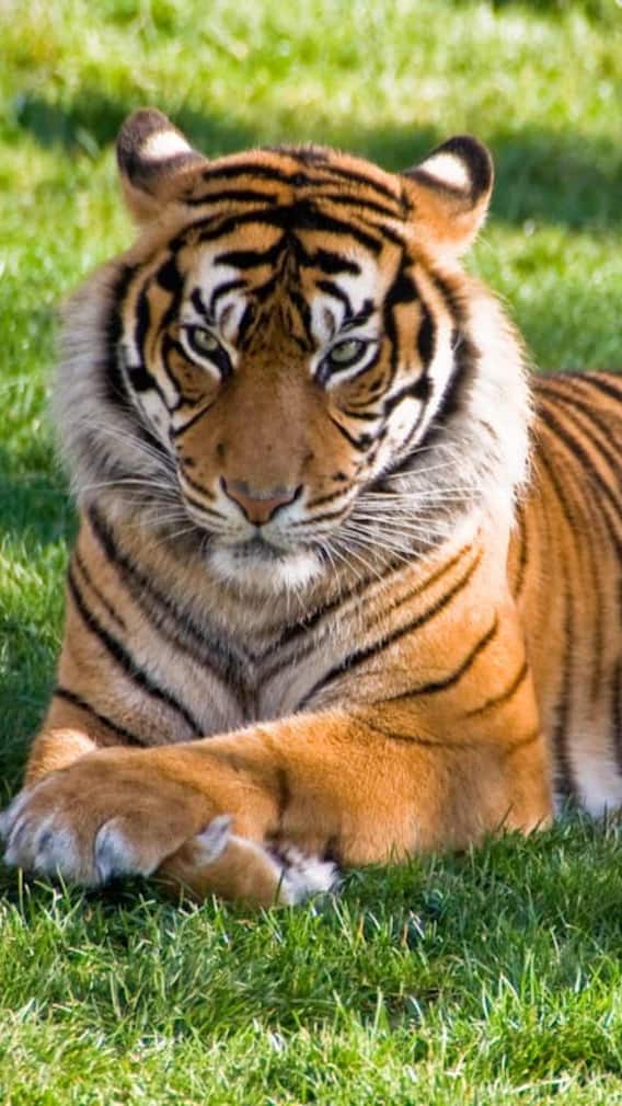 तेंदुआ ज्यादा ताकतवर होता है या फिर बाघ?