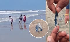 కోనసీమ తీరంలో జెల్లీ ఫిష్‌లు నిజంగానే కరుస్తున్నాయా? తీసుకోవాల్సిన జాగ్రత్తలు ఇవీ