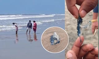 Jelly Fish Fear: కోనసీమ తీరంలో జెల్లీ ఫిష్‌లు నిజంగానే కరుస్తున్నాయా? ప్రజల్లో ఆందోళన, తీసుకోవాల్సిన జాగ్రత్తలు!