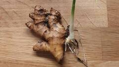 Roasted Ginger : వేయించిన అల్లం తీసుకుంటే ఆరోగ్యానికి ఎన్ని లాభాలో.. ఆ సమస్యలన్నీ దూరం