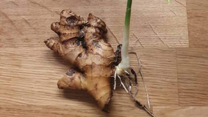 भुनी हुई अदरक खाने से हार्ट डिजीज का खतरा भी कम होता है. भुनी अदरक खराब कोलेस्ट्रॉल को कम करके ब्लड फ्लो को ठीक करती है, जिससे हार्ट हेल्दी रहता है.