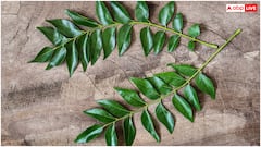 रोज एक करी पत्ता चबाने के फायदे नहीं जानते होंगे आप, जान लीजिए तरीका