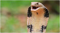 పాము కరిస్తే తీసుకోవాల్సిన జాగ్రత్తలివే, ఆ తప్పులు అస్సలు చేయకూడదు.. ప్రాణాలకే ప్రమాదమట