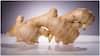 Roasted Ginger : వేయించిన అల్లం తీసుకుంటే ఆరోగ్యానికి ఎన్ని లాభాలో.. ఆ సమస్యలన్నీ దూరం