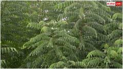 रोज एक करी पत्ता चबाने के फायदे नहीं जानते होंगे आप, जान लीजिए तरीका