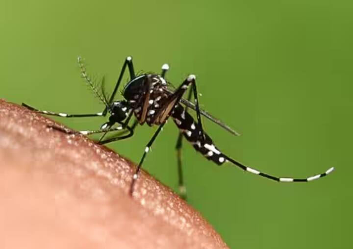ਡੇਂਗੂ: ਡੇਂਗੂ ਪਾਣੀ ‘ਚ ਪੈਦਾ ਹੋਣ ਵਾਲੇ ਮੱਛਰਾਂ ਦੇ ਕੱਟਣ ਨਾਲ ਫੈਲਦਾ ਹੈ। ਇਸ ਬਿਮਾਰੀ ਨਾਲ ਤੇਜ਼ ਬੁਖਾਰ, ਸਰੀਰ ਵਿੱਚ ਦਰਦ, ਸਿਰ ਦਰਦ ਅਤੇ ਪਲੇਟਲੈਟਸ ਦੀ ਕਮੀ ਹੋ ਜਾਂਦੀ ਹੈ।