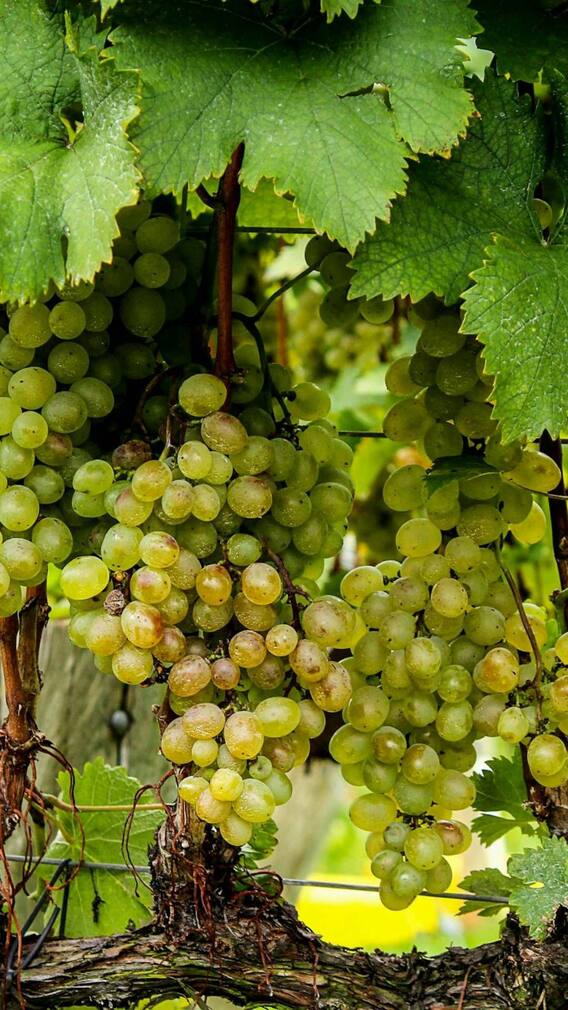 भारत में अंगूर का सबसे बड़ा उत्पादक शहर कौन-सा है?