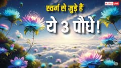 स्वर्ग से आए ये 3 पौधे घर में लगाना शुभ, पाएं मां लक्ष्मी की कृपा और सुख-समृद्धि!