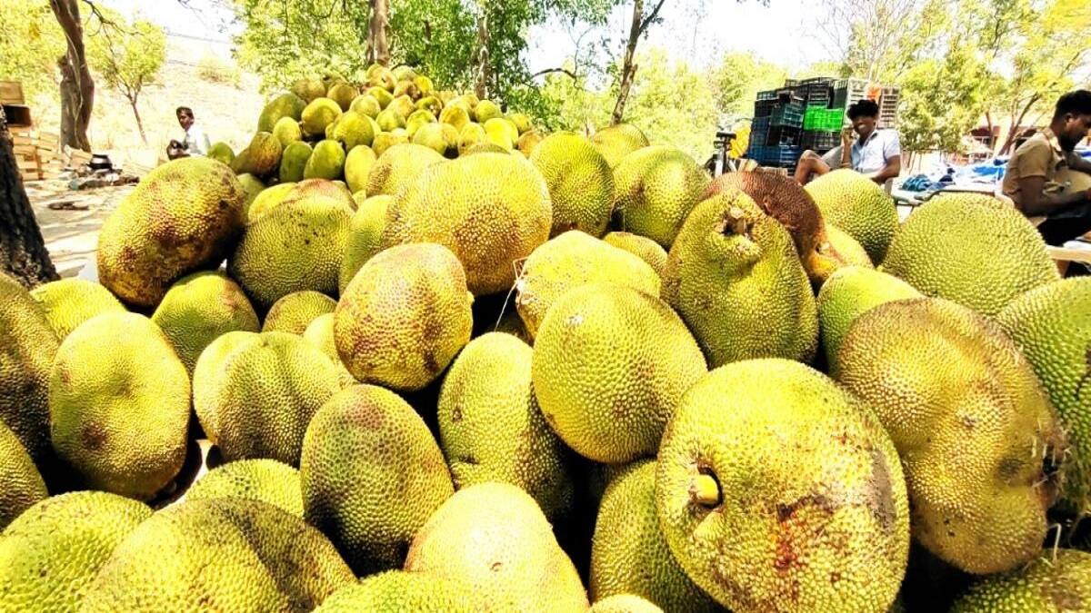 விளைச்சல் அதிகரிப்பால் குறைந்தது விலை... ஆட்டோக்களில் விற்கப்படும் பலாப்பழம்