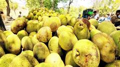 விளைச்சல் அதிகரிப்பால் குறைந்தது விலை... ஆட்டோக்களில் விற்கப்படும் பலாப்பழம்