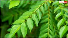 रोज एक करी पत्ता चबाने के फायदे नहीं जानते होंगे आप, जान लीजिए तरीका