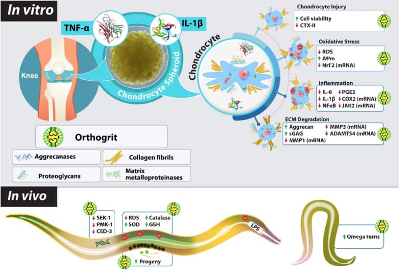 पतंजलीचं मोठं यश! आयुर्वेदिक औषध ‘ऑर्थोग्रिट’मध्ये सांधेदुखी आणि संधिवातावर मात करणयची क्षमता, आचार्य बाळकृष्ण म्हणाले..