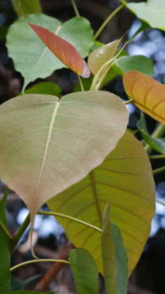 पीपल के पत्ते क्यों चबाते हैं लोग?