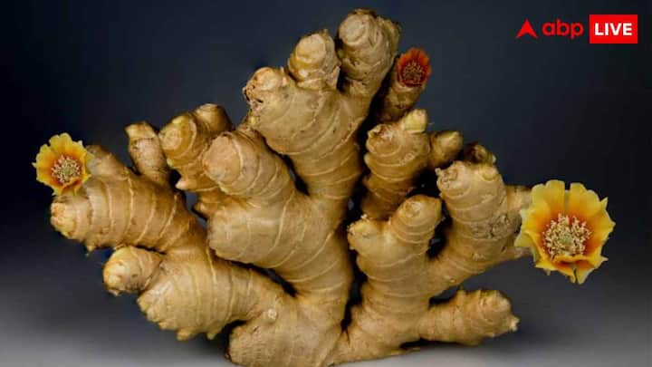 अक्सर हम कच्ची अदरक को ही सेहतमंद मानते हैं. ऐसे में एक्सपर्ट से अनुसार, भुनी हुई अदरक भी सेहत के लिए बहुत फायदेमंद होती है. वहीं आयुर्वेद में भी भुनी हुई अदरक को ताकत बढ़ाने वाली बताया गया है.