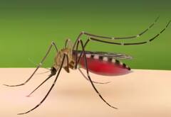 ਬਰਸਾਤ ਦਾ ਮੌਸਮ ਆਉਂਦੀਆਂ ਹੀ ਆ ਜਾਂਦੀਆਂ 6 ਬਿਮਾਰੀਆਂ, ਸਮਾਂ ਰਹਿੰਦੇ ਹੋ ਜਾਓ ਸਾਵਧਾਨ