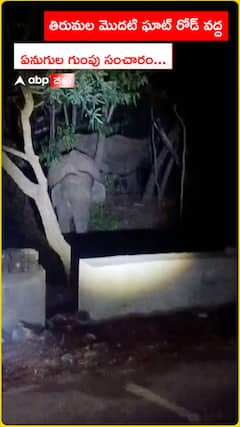 Elephants in Tirumala Ghat Road